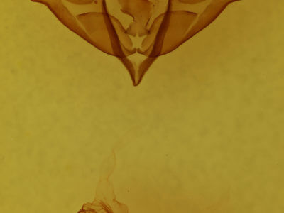 genitalia view of adult Acronicta impressa