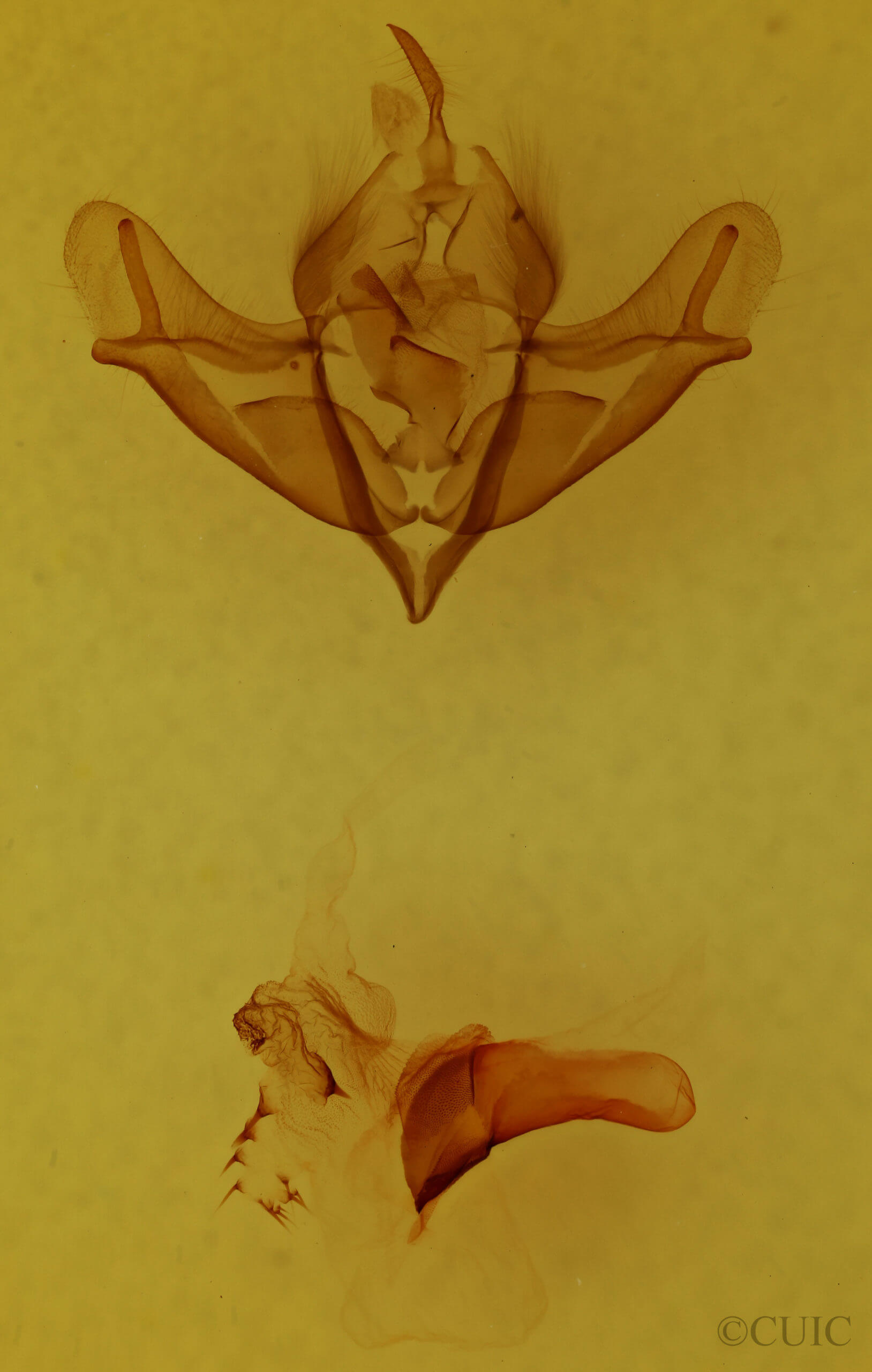 genitalia view of adult Acronicta impressa