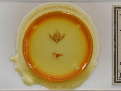 slide view of adult Acronicta impressa