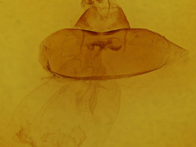 genitalia view of adult Acronicta impressa