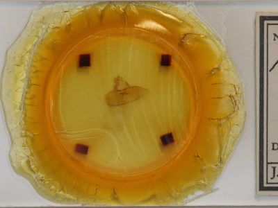 slide view of adult Acronicta impressa