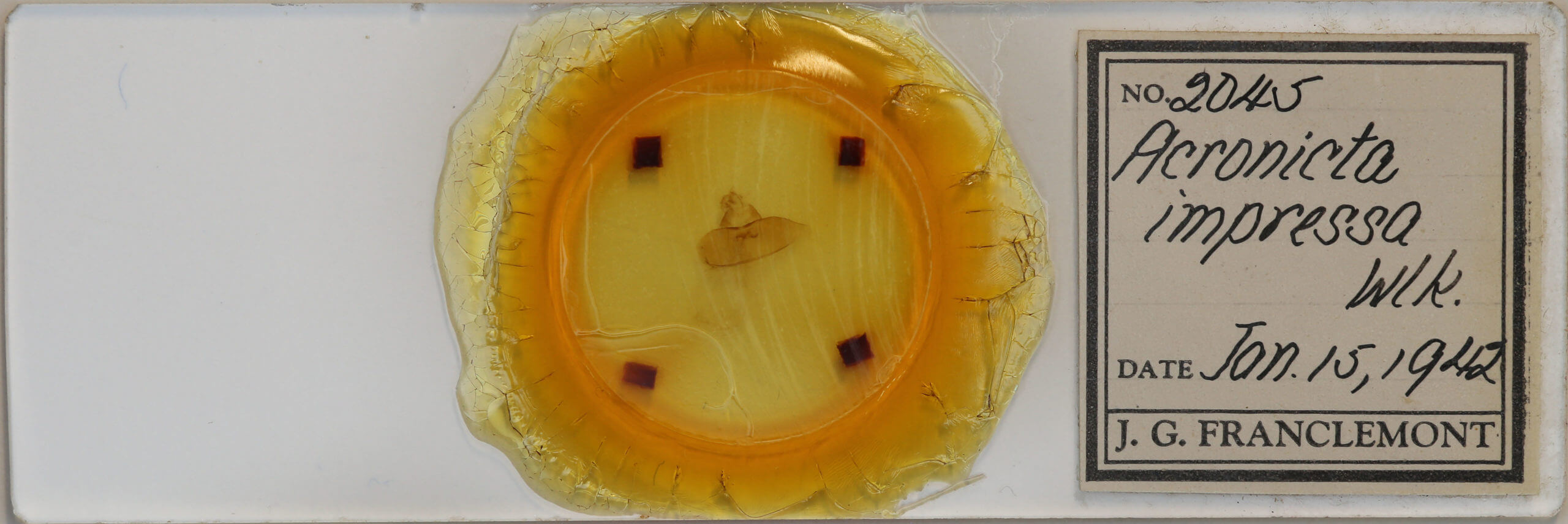 slide view of adult Acronicta impressa