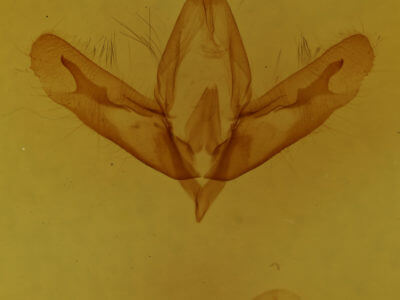 genitalia view of adult Acronicta increta