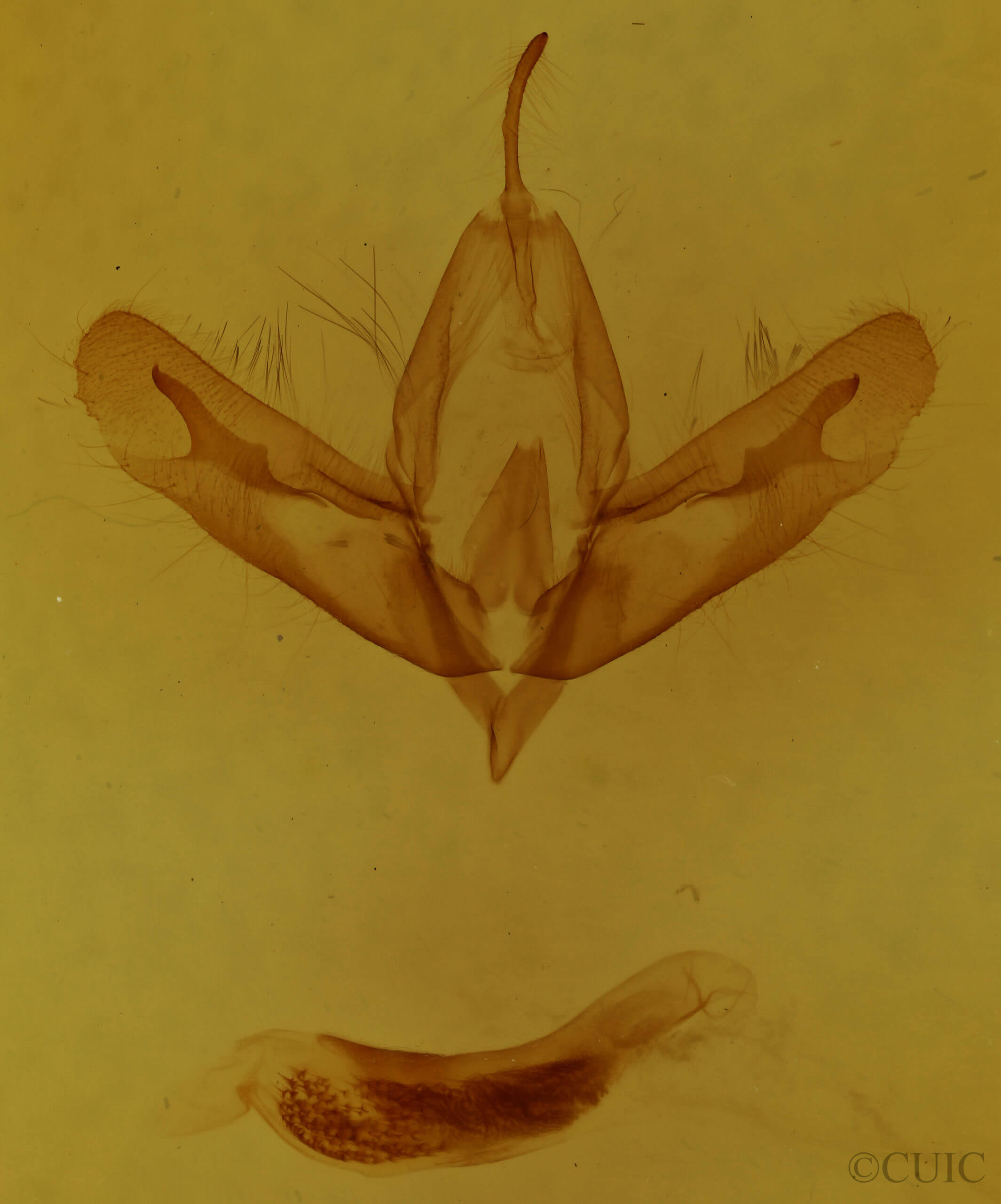 genitalia view of adult Acronicta increta