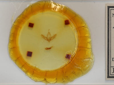 slide view of adult Acronicta increta