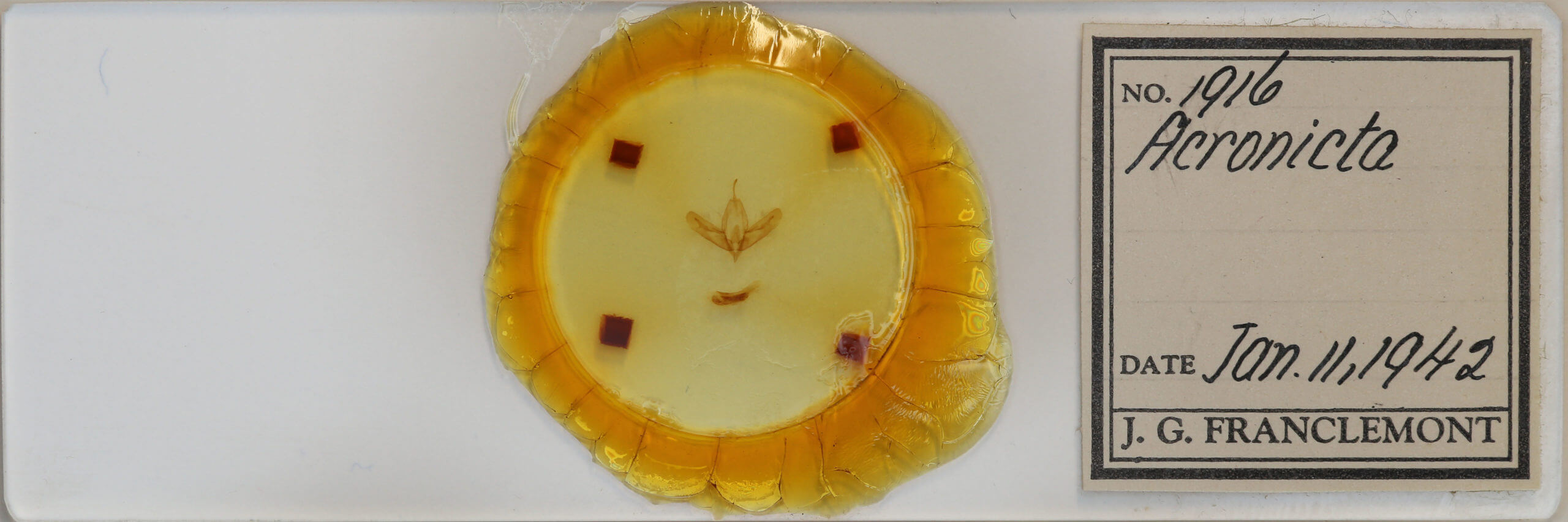 slide view of adult Acronicta increta