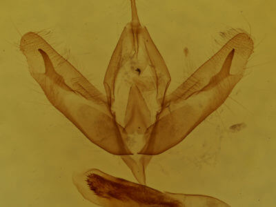 genitalia view of adult Acronicta increta