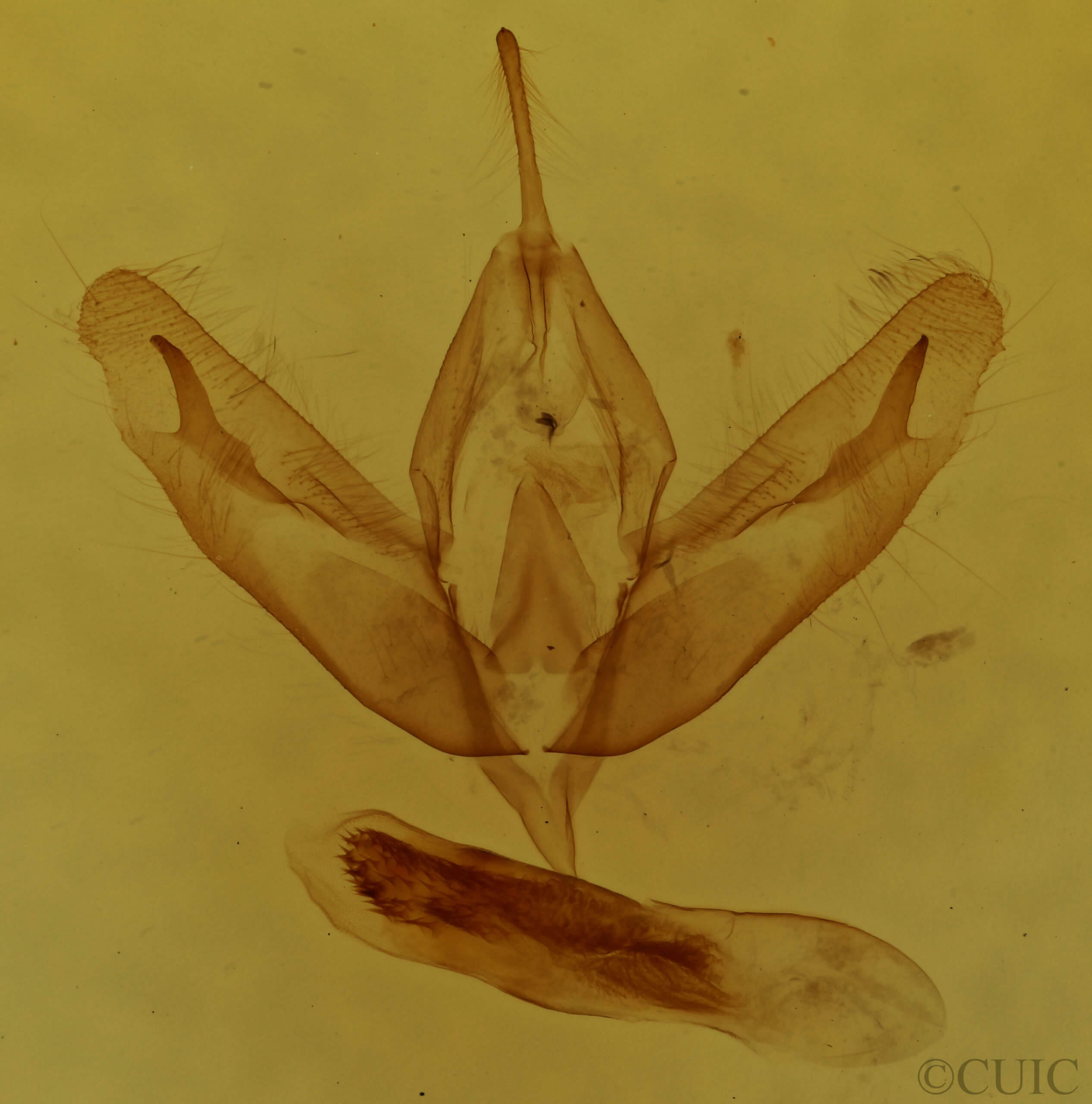 genitalia view of adult Acronicta increta