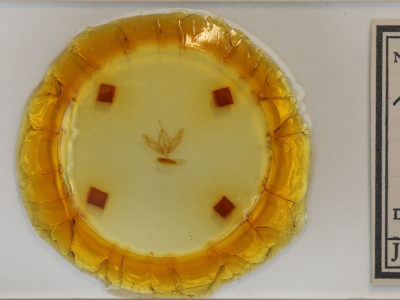 slide view of adult Acronicta increta