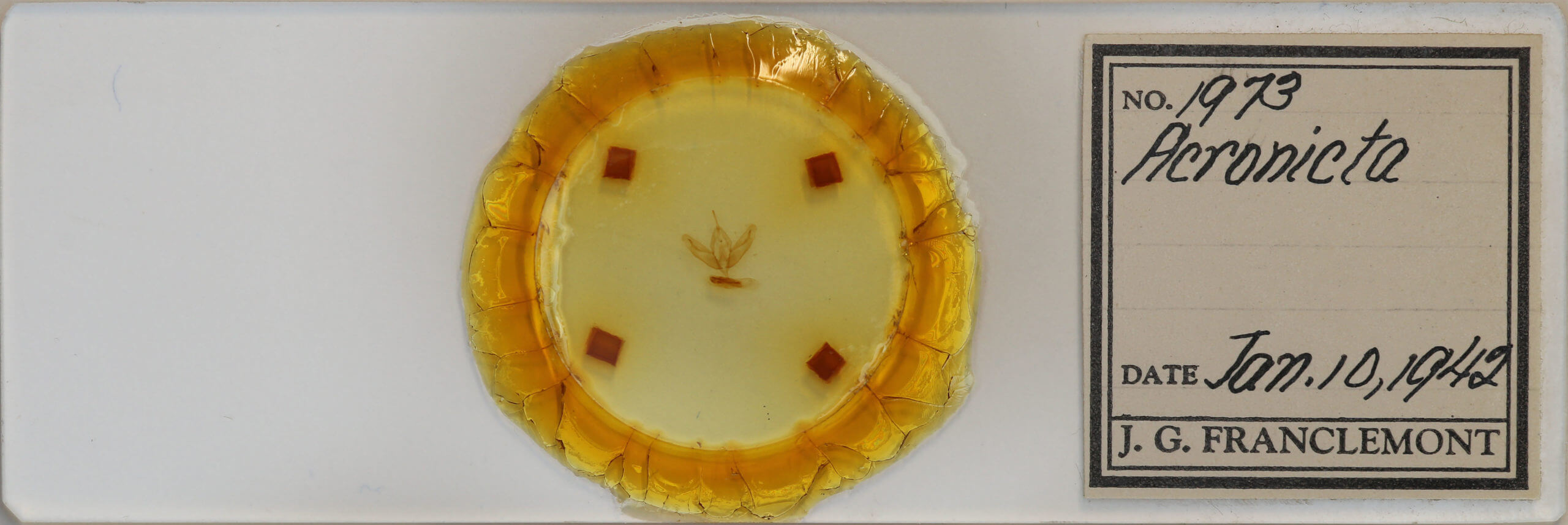 slide view of adult Acronicta increta