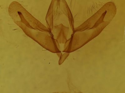 genitalia view of adult Acronicta increta