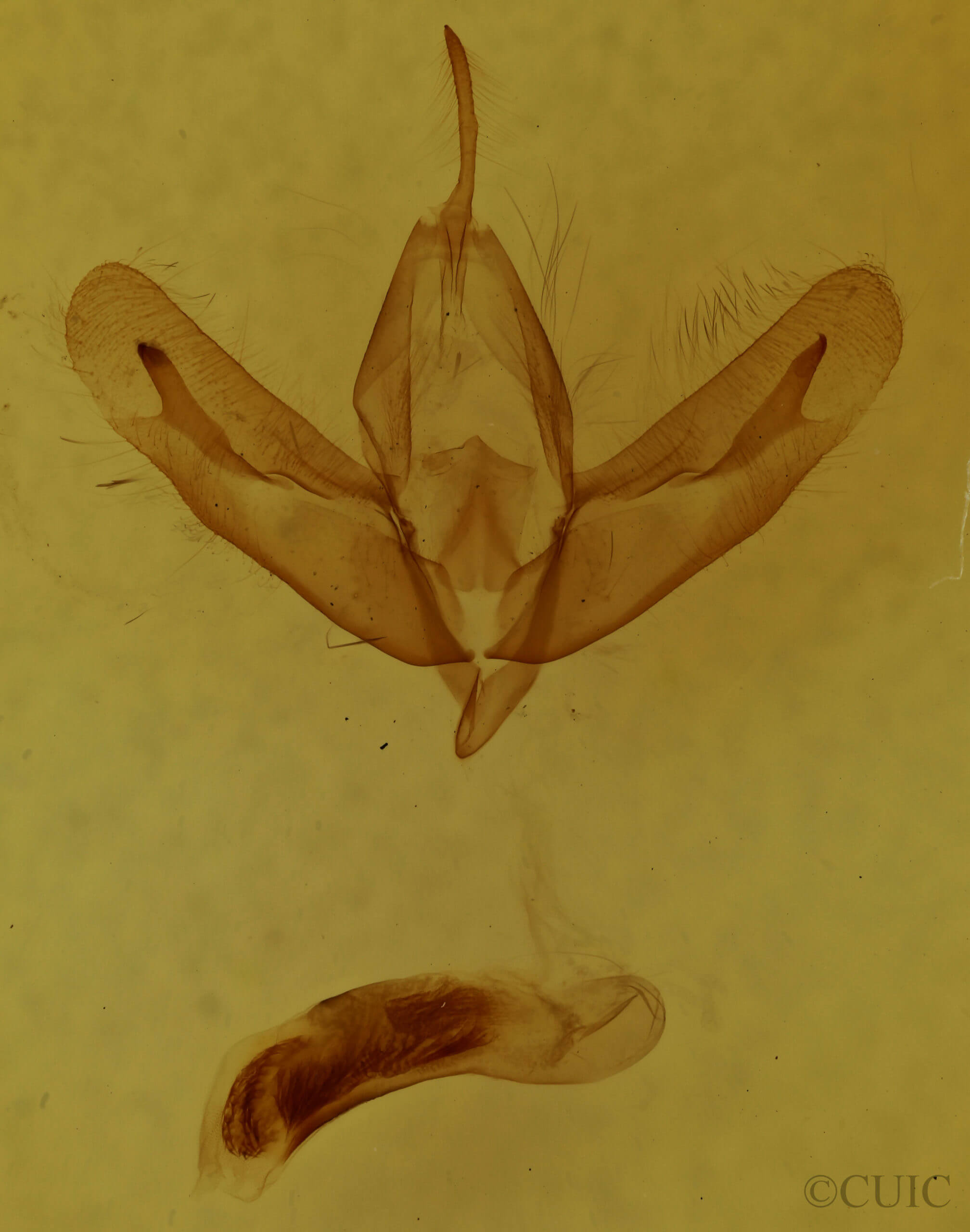 genitalia view of adult Acronicta increta