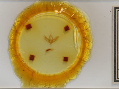 slide view of adult Acronicta increta