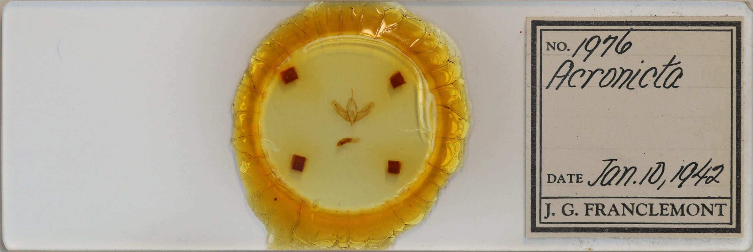 slide view of adult Acronicta increta