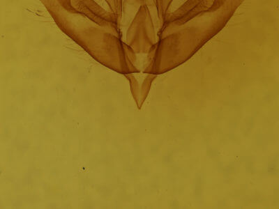 genitalia view of adult Acronicta increta