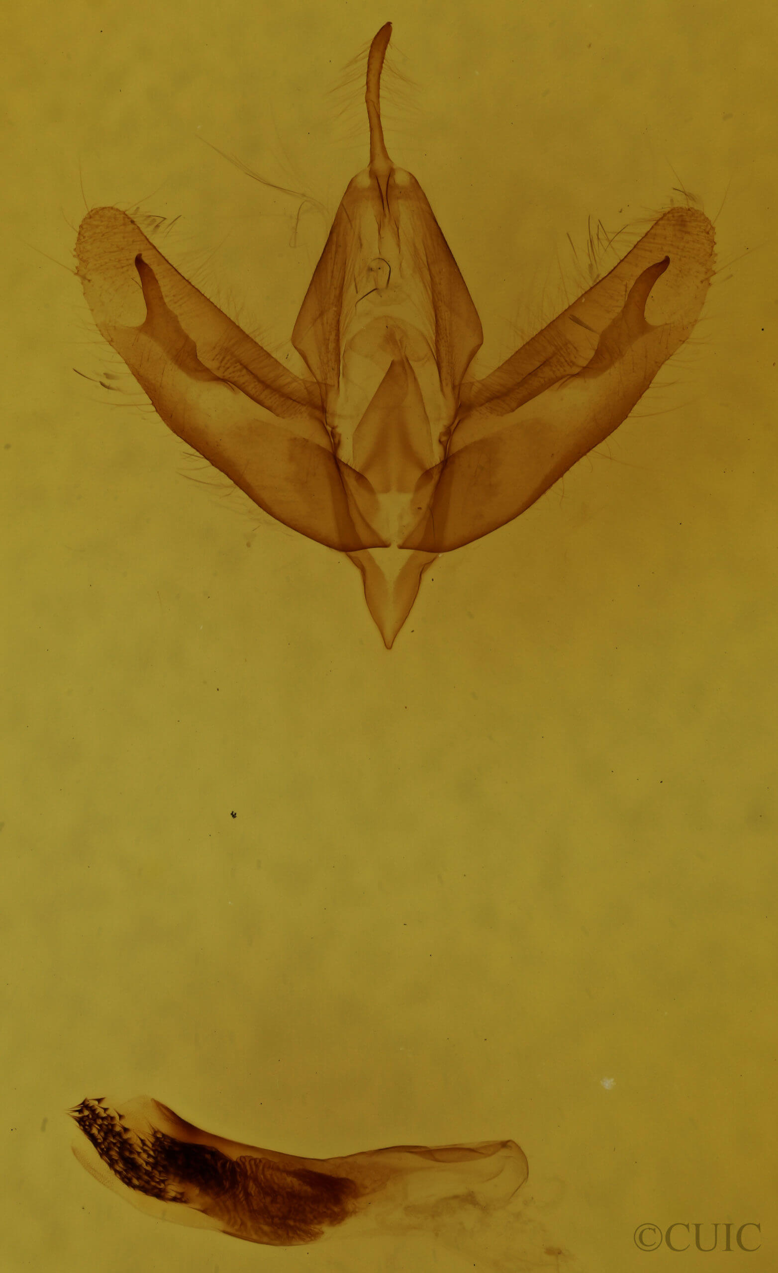 genitalia view of adult Acronicta increta