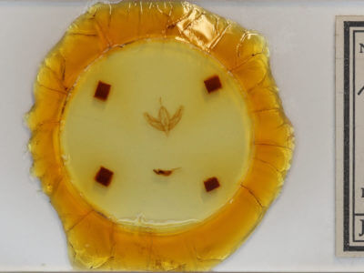 slide view of adult Acronicta increta