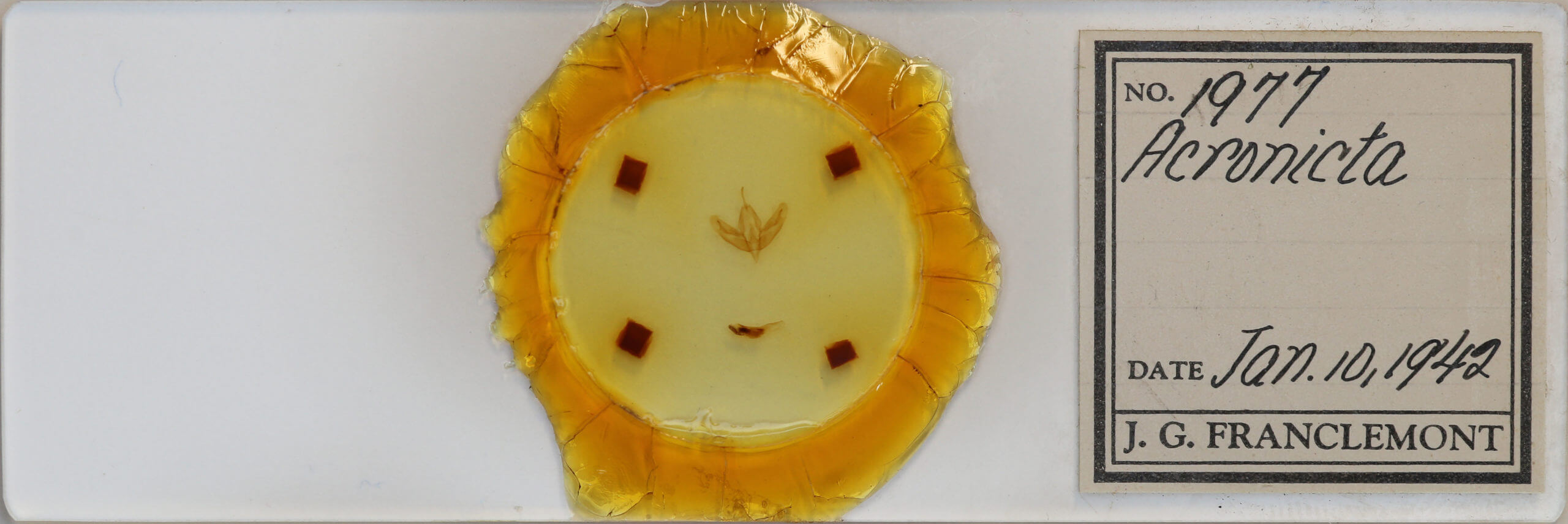 slide view of adult Acronicta increta