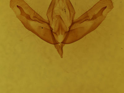 genitalia view of adult Acronicta increta