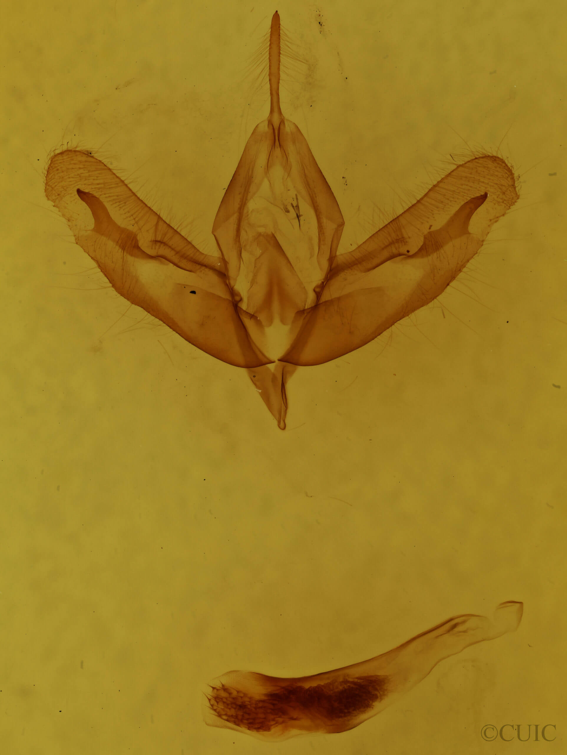 genitalia view of adult Acronicta increta