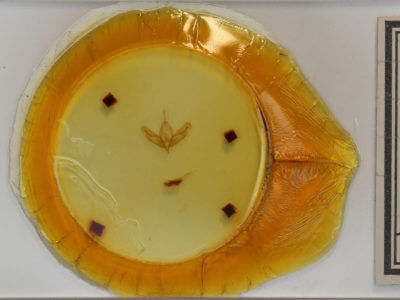 slide view of adult Acronicta increta