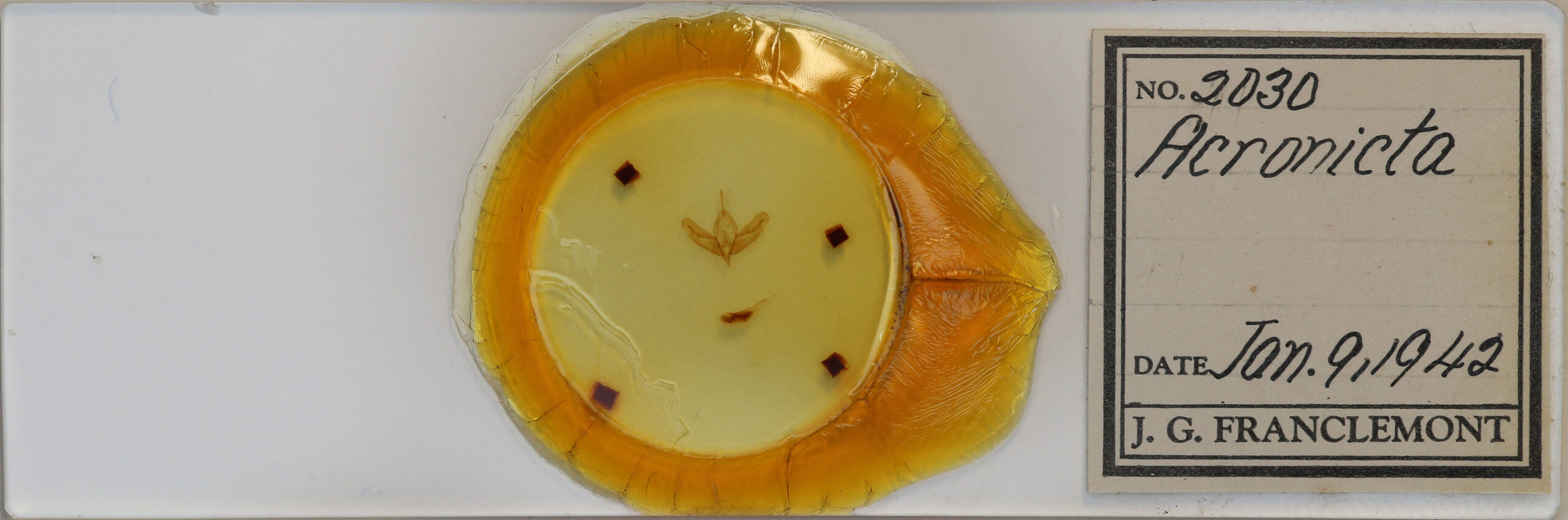 slide view of adult Acronicta increta