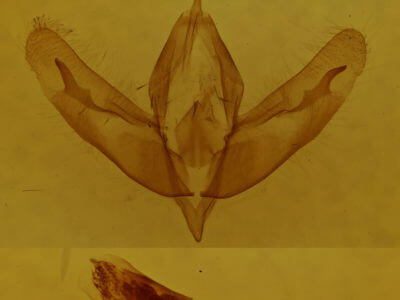 genitalia view of adult Acronicta increta