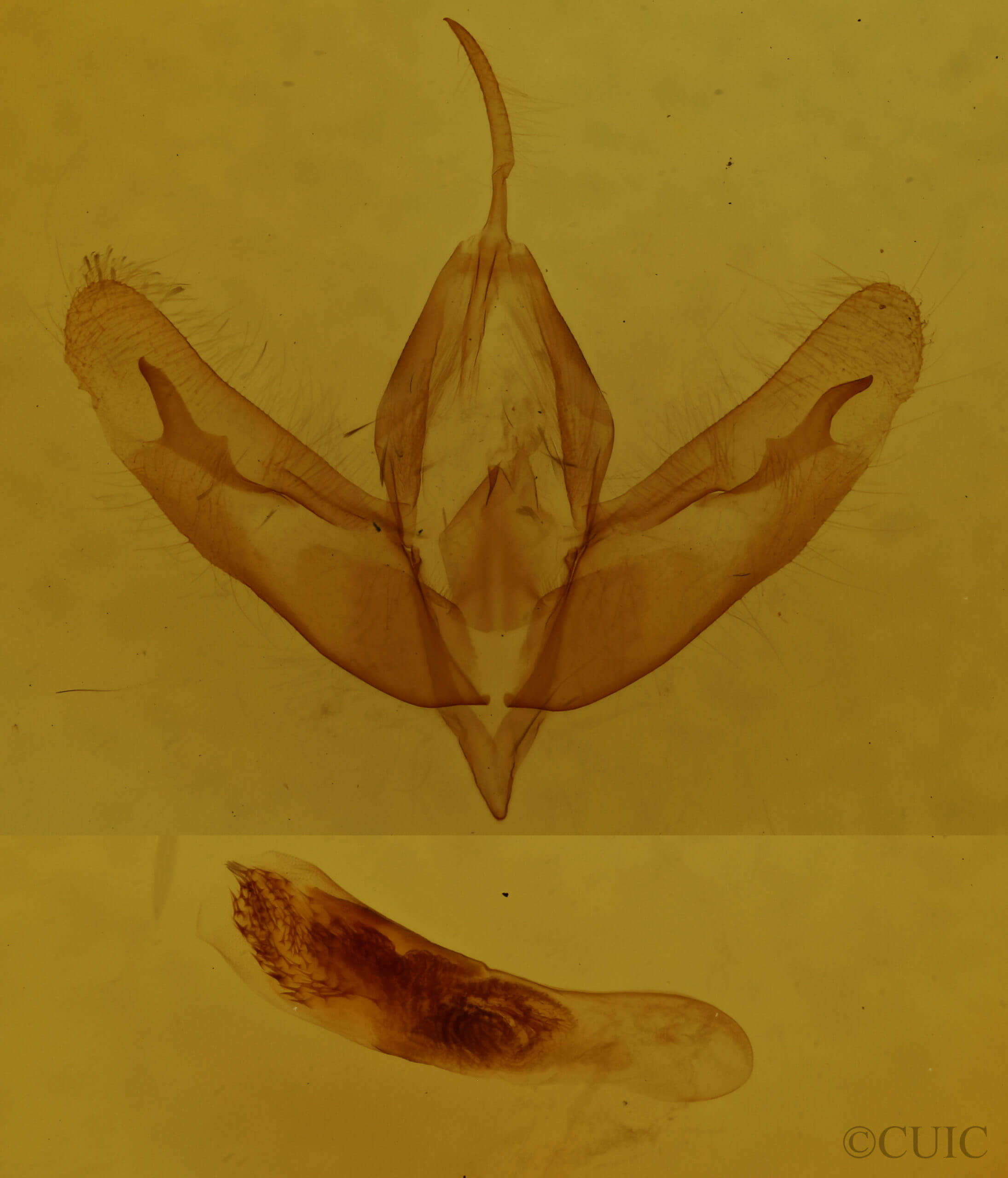genitalia view of adult Acronicta increta