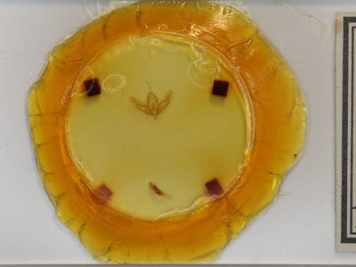 slide view of adult Acronicta increta