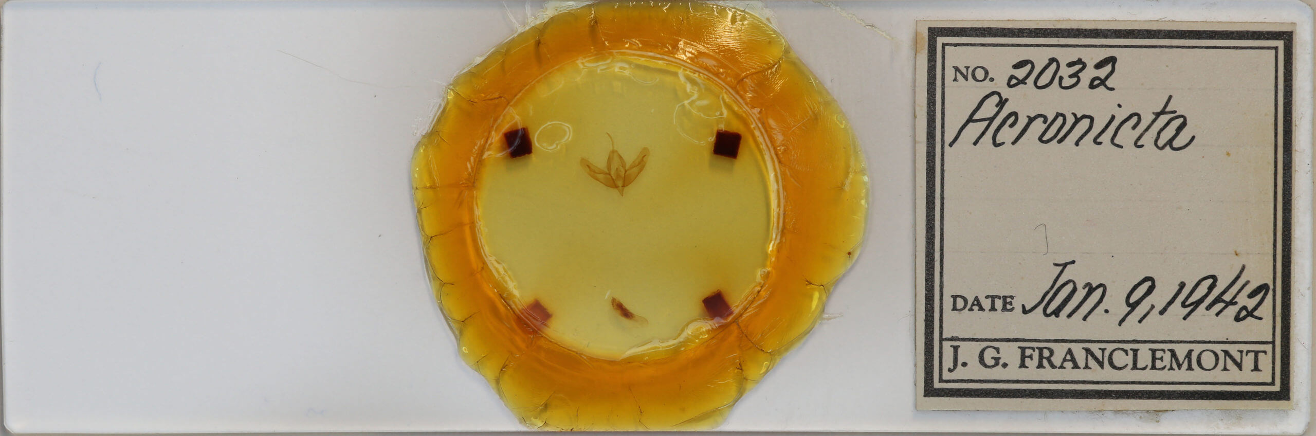 slide view of adult Acronicta increta