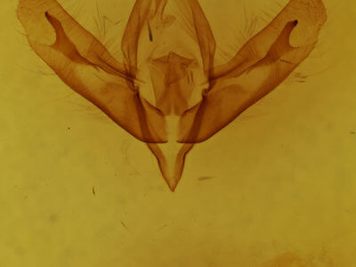 genitalia view of adult Acronicta increta