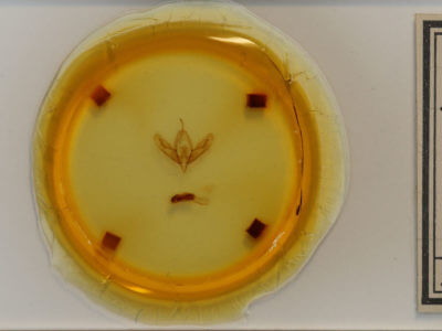 slide view of adult Acronicta increta