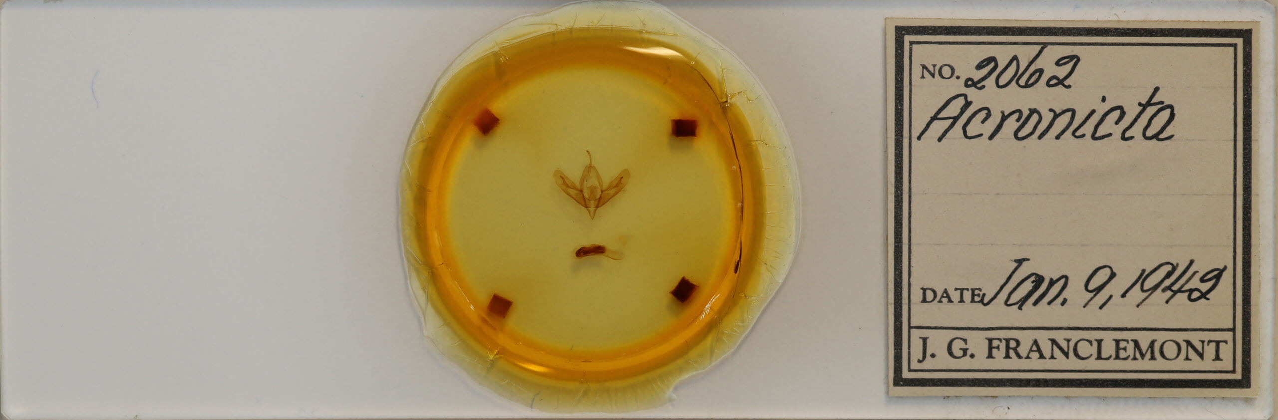 slide view of adult Acronicta increta