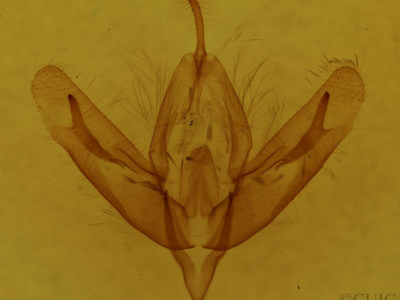 genitalia view of adult Acronicta increta