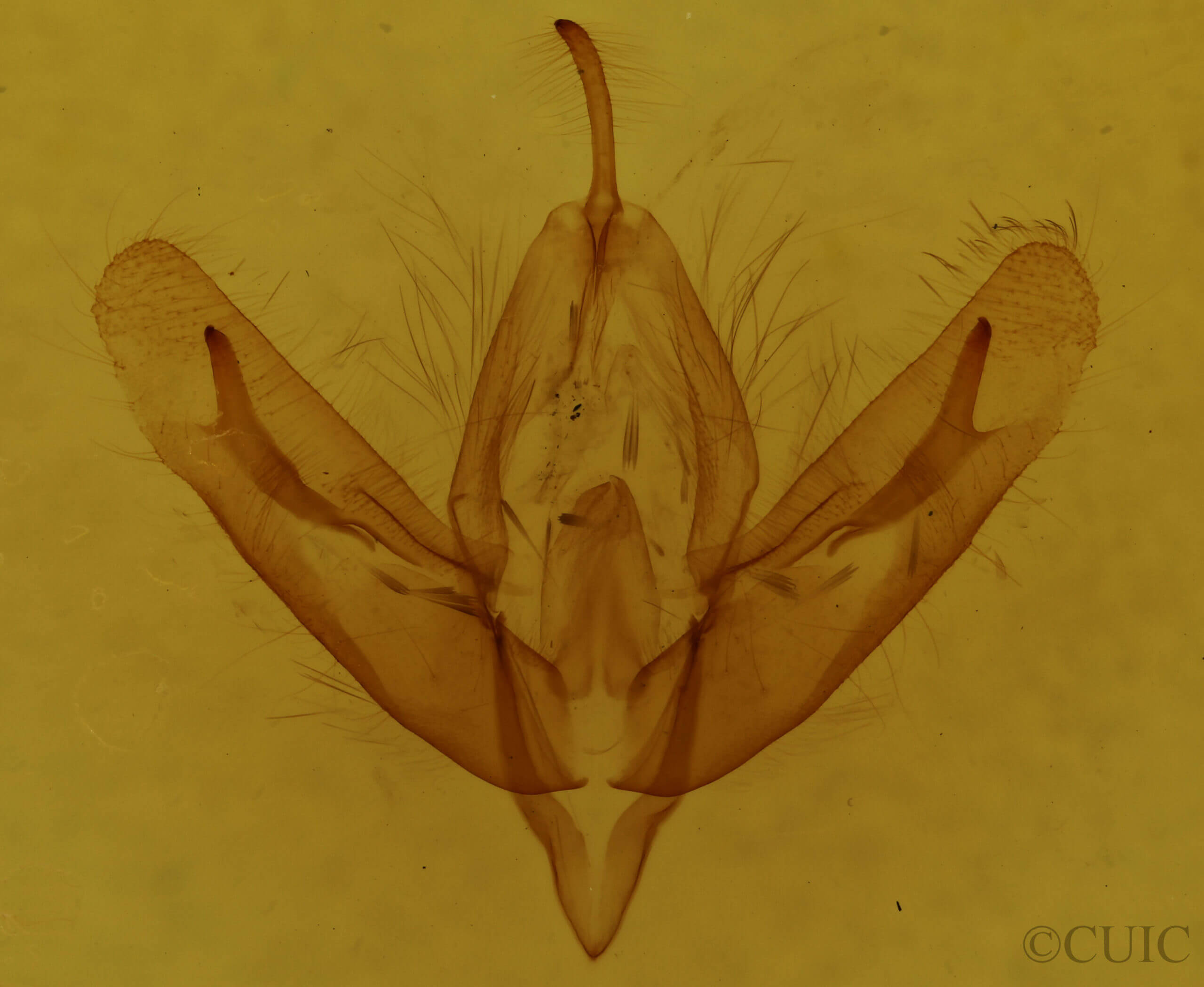 genitalia view of adult Acronicta increta