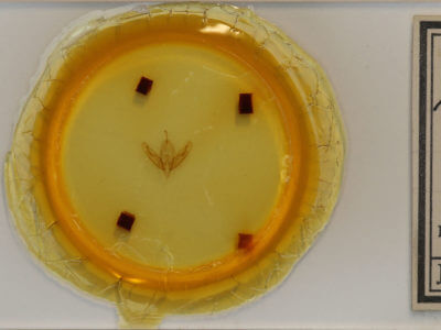 slide view of adult Acronicta increta