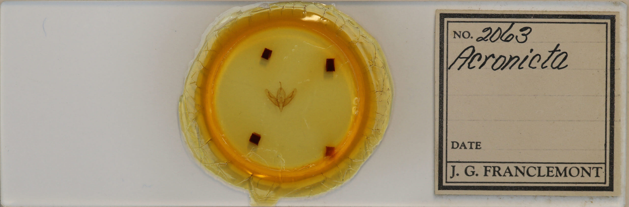 slide view of adult Acronicta increta