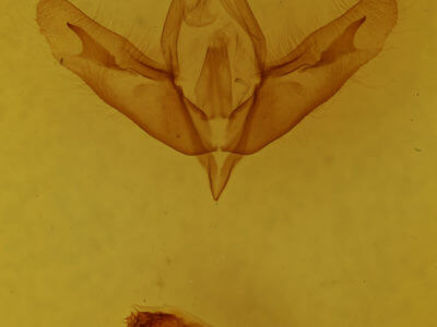 genitalia view of adult Acronicta increta