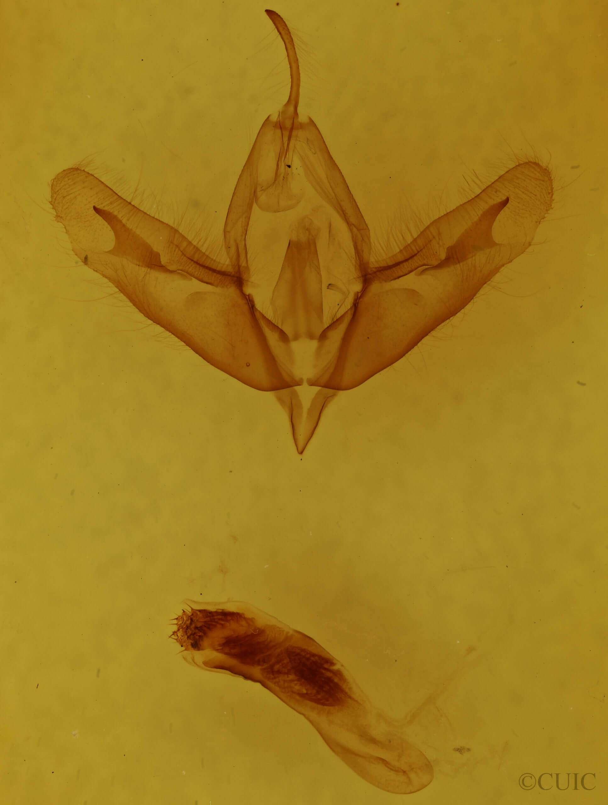 genitalia view of adult Acronicta increta