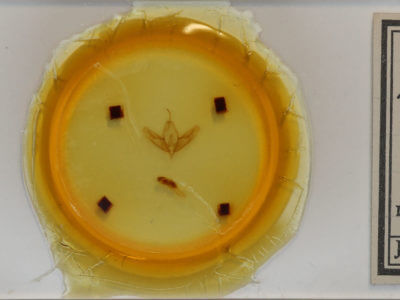 slide view of adult Acronicta increta