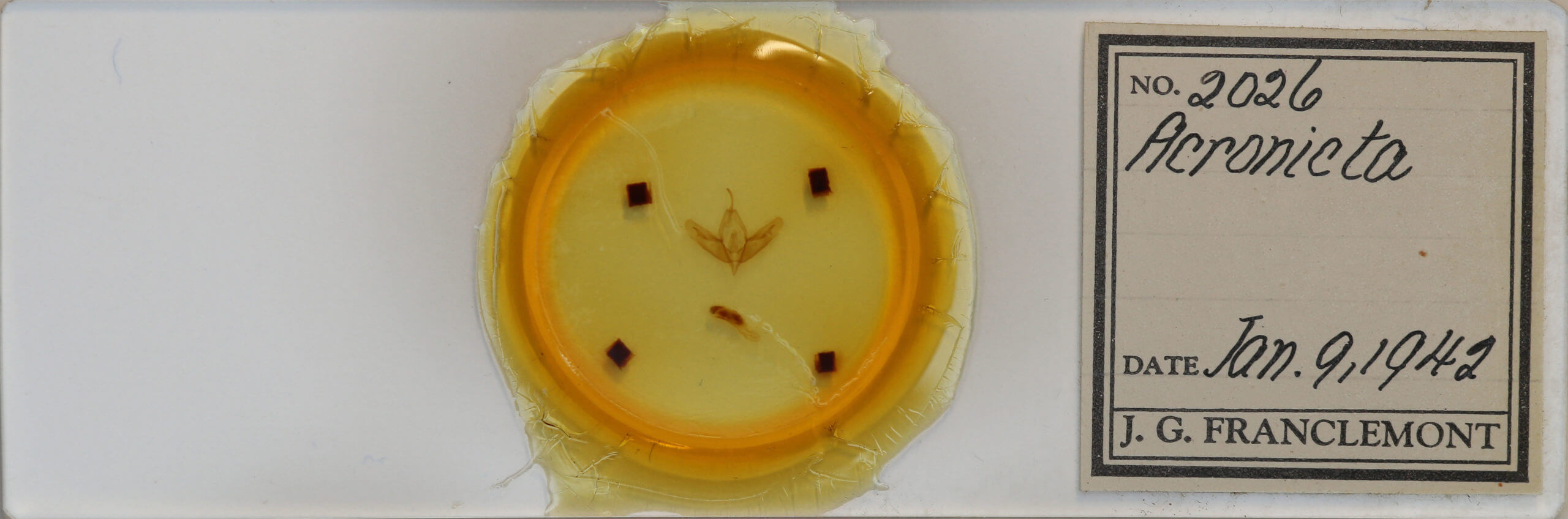 slide view of adult Acronicta increta