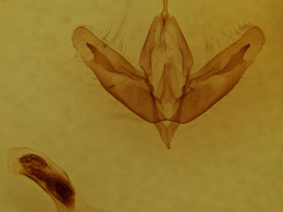 genitalia view of adult Acronicta increta