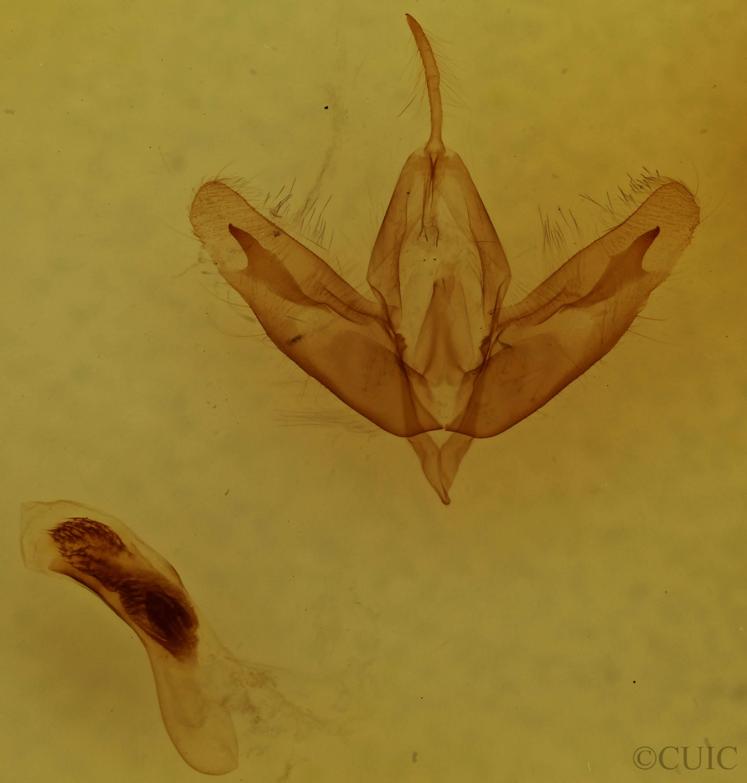 genitalia view of adult Acronicta increta