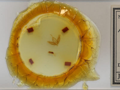 slide view of adult Acronicta increta