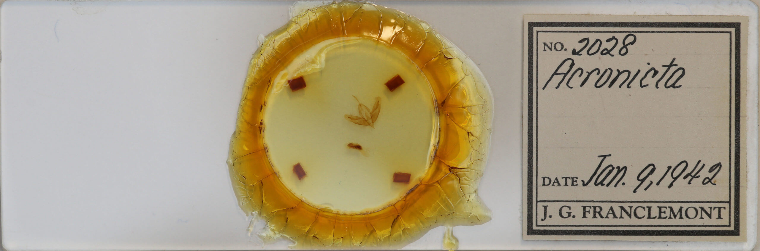 slide view of adult Acronicta increta