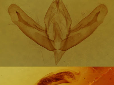 genitalia view of adult Acronicta increta