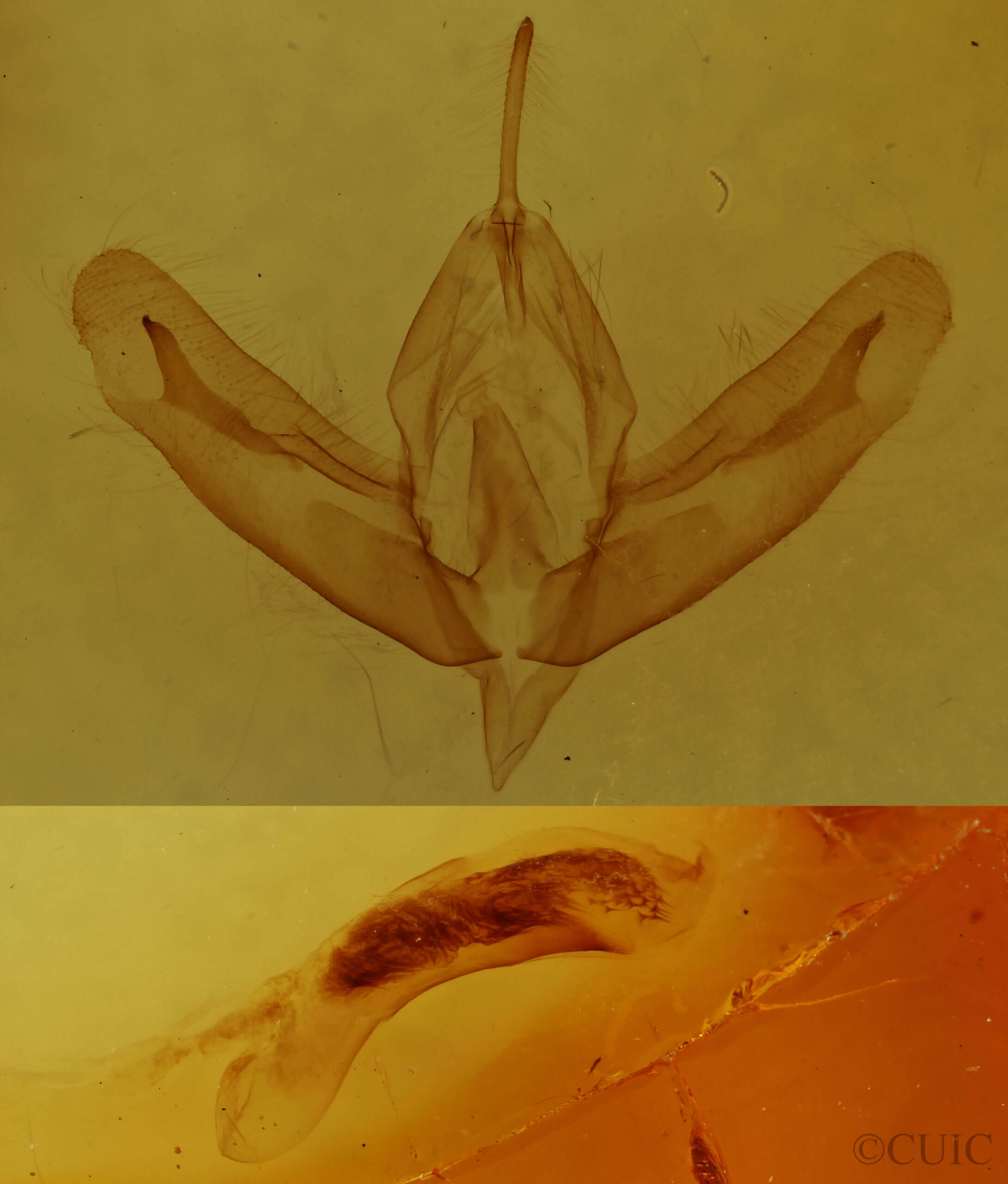 genitalia view of adult Acronicta increta