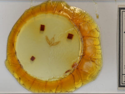 slide view of adult Acronicta increta