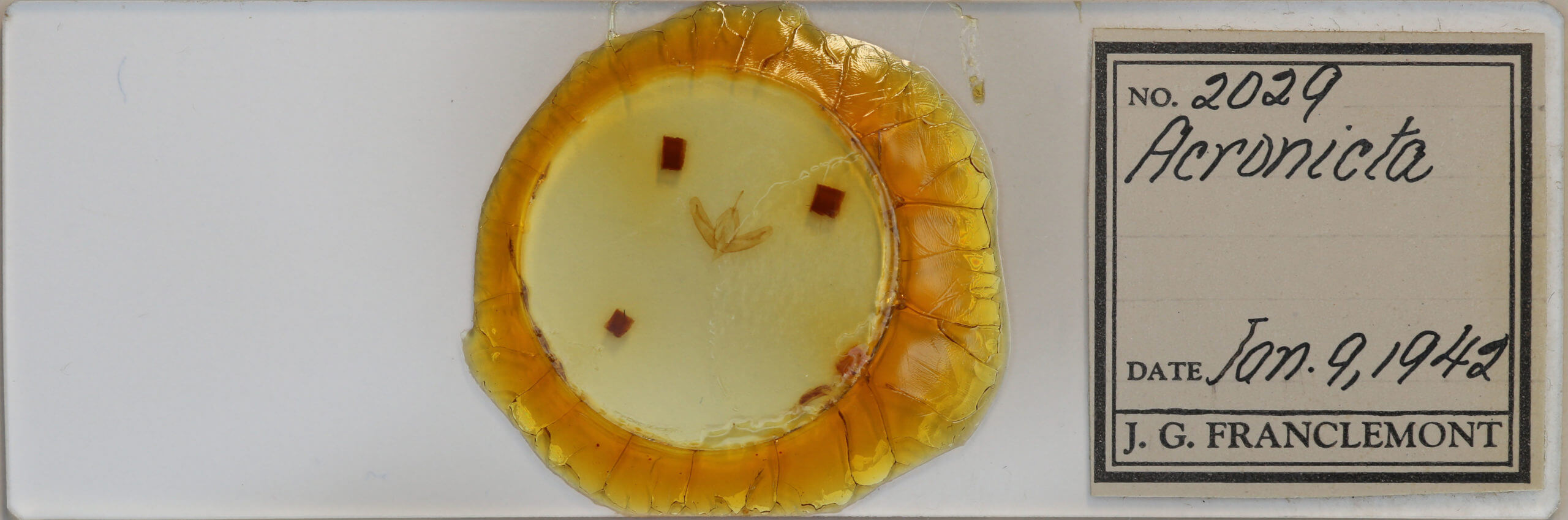 slide view of adult Acronicta increta