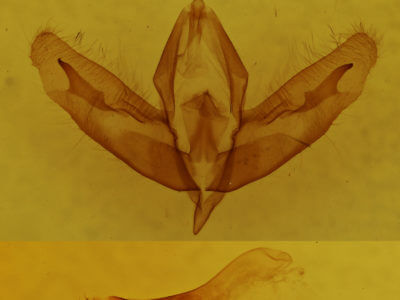 genitalia view of adult Acronicta increta